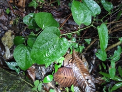 Smilax riparia