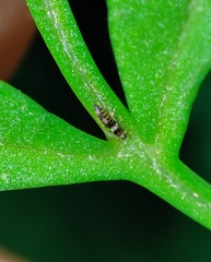 Neohydatothrips samayunkur