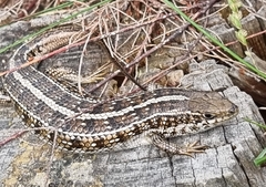 Trachylepis capensis