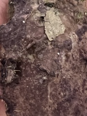 Phlebiopsis crassa