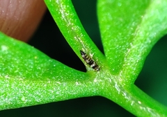 Neohydatothrips samayunkur