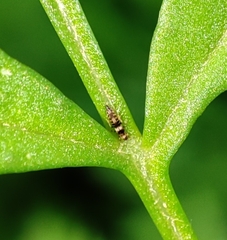Neohydatothrips samayunkur