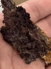 Phlebiopsis crassa