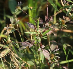 Bidens frondosa