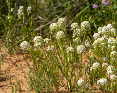 Menonvillea linearis