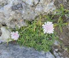 Scabiosa
