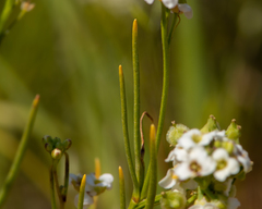 Menonvillea linearis