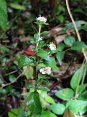 Serissa japonica
