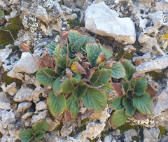 Ramonda