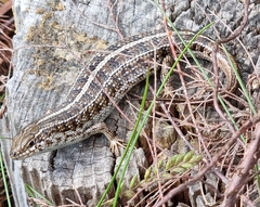 Trachylepis capensis