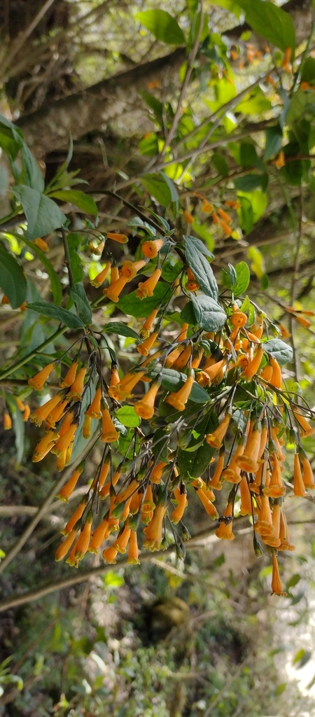 Cestrum kunthii