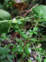 Serissa japonica