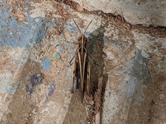 Chorthippus maritimus