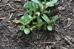 Matricaria discoidea