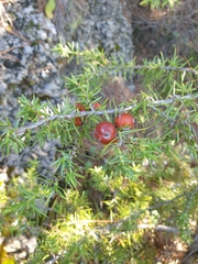 Juniperus oxycedrus