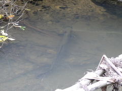 Anguilla dieffenbachii