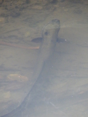 Anguilla dieffenbachii