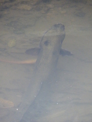 Anguilla dieffenbachii