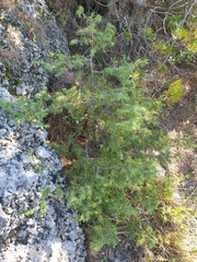 Juniperus oxycedrus