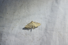 Blepharomastix ranalis