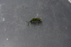 Chrysura
