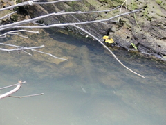 Anguilla dieffenbachii