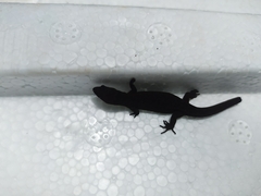 Lepidoblepharis xanthostigma