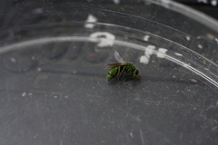 Chrysura