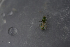Chrysura