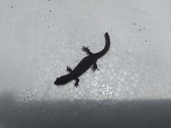 Lepidoblepharis xanthostigma