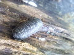 Armadillidium opacum