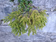 Juniperus communis