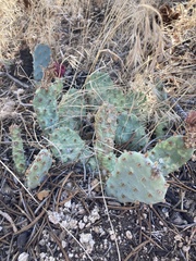 Opuntia basilaris brachyclada