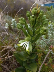 Bonatea speciosa
