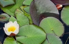 Nymphaea alba