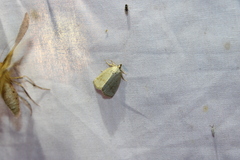 Protodeltote albidula