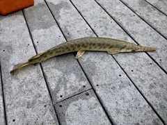 Lepisosteus oculatus