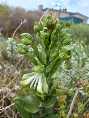 Bonatea speciosa