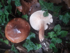 Tricholoma ustale