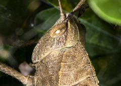 Xyleus discoideus