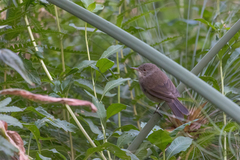 Acrocephalus rufescens