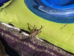 Tettigoniinae