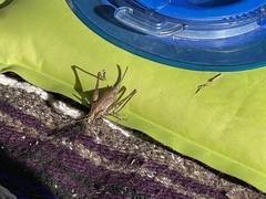 Tettigoniinae