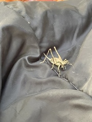 Tettigoniinae