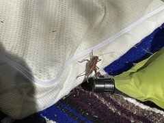 Tettigoniinae