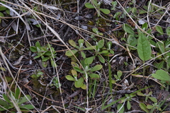 Antennaria howellii
