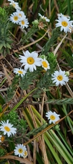 Osmitopsis asteriscoides