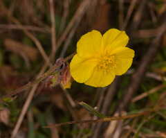 Helianthemum