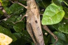 Xyleus discoideus
