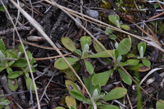 Antennaria howellii